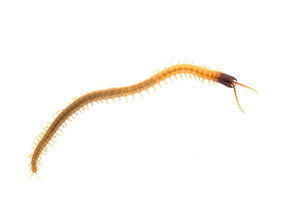 Centipede on white background.