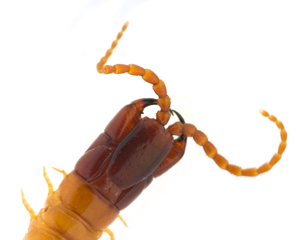 Centipede on white background.