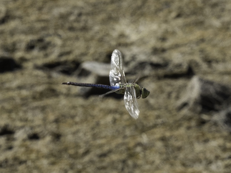 Dragonfly in flight.